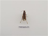 藏品(直翅目(3))的圖片